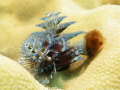 christmas tree worm