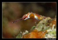 Small curious pipefish.