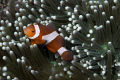 Clown fish  protects his anemone.