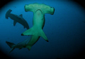 Hammerhead shark, coco's island, Costa Rica