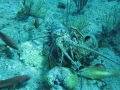 Spiny lobster and groupers