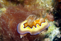 Nudibranch in Dumaguete off of Atlantis Resort