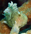 Frog fish house reef. Atlantis resort