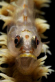 A Goby whit something to say.