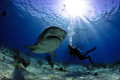 Tiger Shark, Tiger Beach, Bahamas, Canon 5D MkII, Ikelite housing, 15mm fisheye.