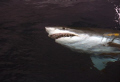 Great White Profile