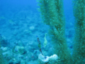 Tiny filefish, at first i thought it was a seahorse