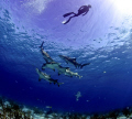 Free diver, tiger beach, lemon sharks, canon 5d mark ll, ikelite housing, 15mm fisheye.