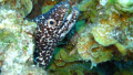 Moray Eel close up