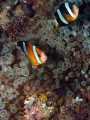 Clown anenmone fish taken at Canyons dive site Puerto Gallera