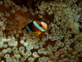 Clown Anemone fish. Coral cove dive site Puerto Gallera