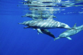 Swimming with Dolphins. Shot taken on a dive trip at Christmas Island.