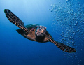 Hawksbill diving from surface