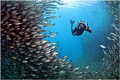 A window in the fish wall