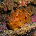 Large Frogfish on SS Hebe off the coast of Myrtle Beach,sc