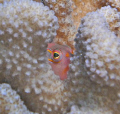 Little guy peeking out at me from a coral. Kauai,HI