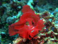 Spanish Dancer in Wakatobi