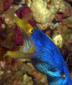 Ribbon eel in Wakatobi