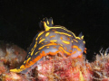 a nudibranch on the Bill Perry reef, Myrtle Beach,SC