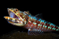 Some sharp teeth! The very first shot of a 9 day trip taken at the check dive, you never know when the opportunity comes..