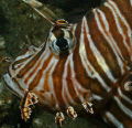 Invasive Lionfish on the SS Hebe off of Myrtle Beach,SC