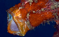 Red frog fish with a huge mouth