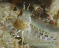 A tiny blenny looking a bit surprised.