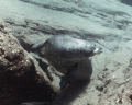 A Monk Seal at Vertical Awareness Nihau,HI