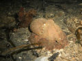 Baby GPO at about 60' on a night dive off Mukilteo in Puget Sound. The wee beastie was about the size of my fist and just lounging about...