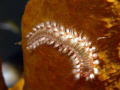 Bristle worm on sponge