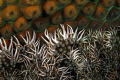 Branching anemone using a Canon T1i, Canon 100mm macro lens and Ikelite housing with two Ike DS-160 strobes.  Relativley new to macro, I find that my eye has re-tuned toward the glorious beauty of all things small.