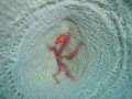 This was an extremely lucky shot!  I just wanted to take a picture of the inside of one of these coral, and there was this beautiful sea star inside!