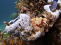 Sitting comfortably.. (Taken at Raja Ampat)