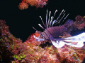 Lionfish....wreaking havoc but they are a beautiful fish...this was on S side of Grand Cayman.  Taken with a Sea and Sea dx-1g and YS110a strobe. 10/2010