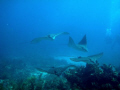 Eagle rays in Key Largo