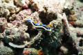 This photo is from my second day of diving with underwater photography gear. I used a Nikon D90 with 18-55mm lens on manual settings of f/10 and 1/200 shutter speed. The Celebes Sea off of Borneo was a wonderful environment.