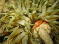 Night dive on Bari Reef Bonaire brought out this crab for some fun.