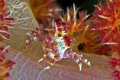 A small soft coral crab walking around.