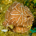 Psychedelic Frogfish (Histiophryne Psychedelica), one of the Top 10 New Species of 2010 (Arizona State Universtiy International Institute for Species Exploration) is shown 