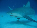 This 3 M bull shark cruised in behind me.  I turned in time to snap this shot.  Clearly, a fighter, he is still carrying the hook and line from a recent incident.  Photographed in Playa del Carmen Nov. 2010