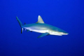 Grey Reef Shark. Nikon D700 in Aquatica Housing, SB900 in Subal Housing and two Inon Z240 Strobes.