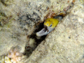 Red Sea,  Fuji Film Compact F80 EXR normal white balance mode, single flash night dive.  Nice eel shot at the end of the dive in the deep south.