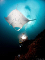 The manta was swimming just above a diver. I wanted to capture a shot of diver and manta. Meanwhile, another diver in the background had his focus light turned on. It created a nice surreal starburst effect to the picture.