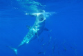 Great White Shark off of Gaudalupe Island