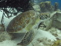 He was so busy cleaning his shell on the coral that he was not bothered by me at all!