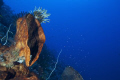 The Cry!
The huge sponge seems to scream for help - but nobody is realizing - and therefore the state of the sea is still going worse ....