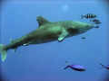 Oceanic white tip taken at Shark & Yolander 14/12/10 believed to be the shark guilty of the attacks in the area.
taken with with Fuji f200 EXR @ about 10 meters deep on Shark Reef