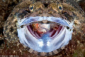 Crocodilefish swallowing scorpionfish