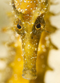 Portrait of a yellow seahorse.