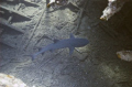 Hawaii Wreck of the San Pedro  White tips shark with hook line & sinker